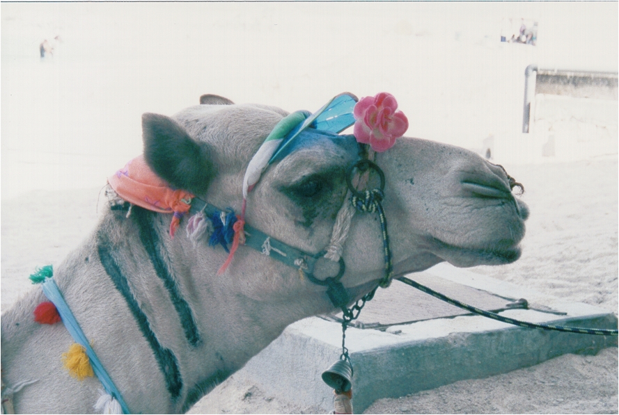 camel head